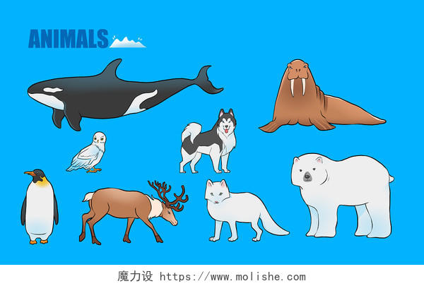 动物插画北极动物元素